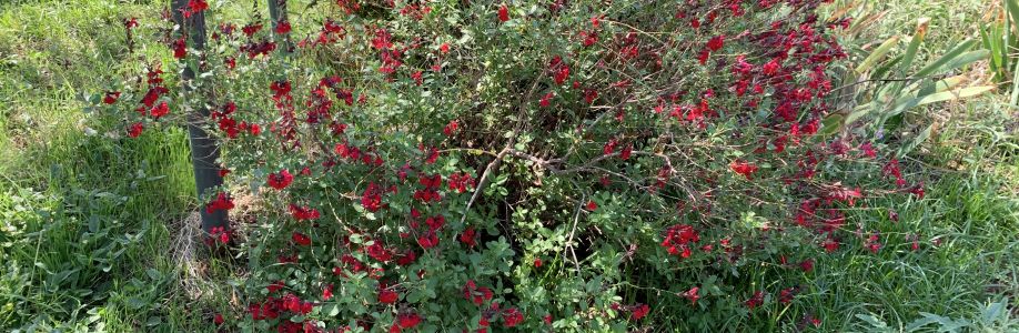 Annette Patton Cover Image