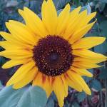 DarlnAmerican Profile Picture