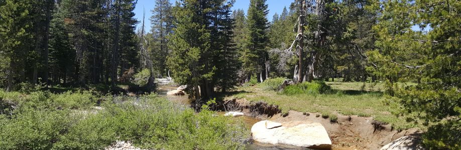 Steve Gower Cover Image