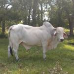 Doug Bell Profile Picture