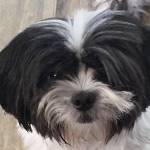 Bev Schewanick Profile Picture