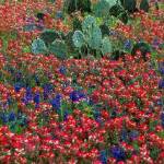 Carla Kohler Profile Picture