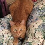 Kevin Lotto Profile Picture