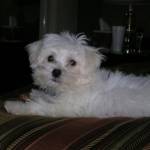 Robyn McGee profile picture