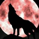ItsTheWolf Profile Picture