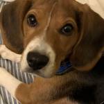 Barney Beagle Profile Picture