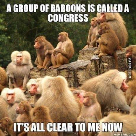 GROUP OF BABOONS IS CALLED A CONGRESS IT'S ALL CLEAR TO ME NOW - America’s best pics and videos