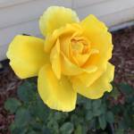 Pat Grosz Profile Picture