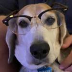 Beagles4me Profile Picture