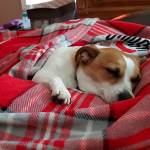 Kelly Groll Profile Picture