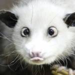 Ron Kimball Profile Picture