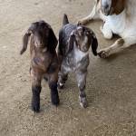 Cindy Ellsworth Profile Picture