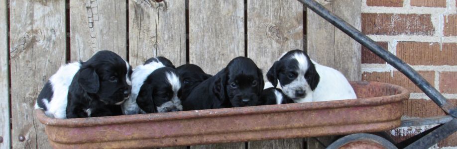 Fenloch Gundogs Cover Image