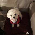 Anne Collins Profile Picture