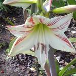 Denise Peters Profile Picture