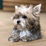 Elle McMahon Profile Picture