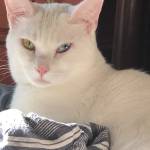 Lora Schwartz Profile Picture