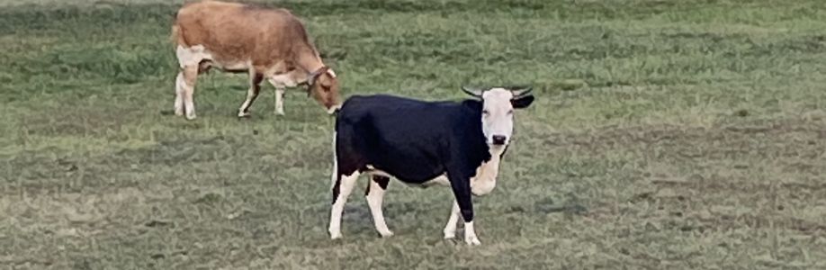 UnvarnishedOpi Cover Image