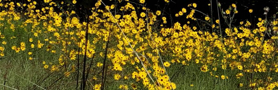 Lei Sistrunk Cover Image