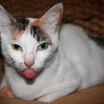 Miriam Schroeder Profile Picture