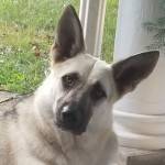 Lady GSD Micah Profile Picture