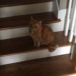 Lori Jones Profile Picture