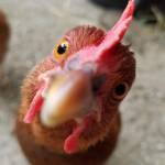 Robin Cross Profile Picture