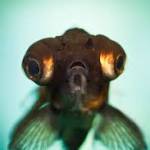Frizz Be Fish Profile Picture