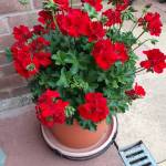 Brown Johnson Profile Picture