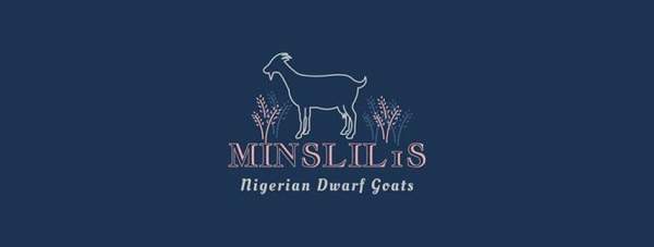 MinsLiL1s Nigerian Dwarf Goats - Home