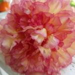 Nancy Hadden Profile Picture