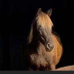 Missy Starkey Profile Picture