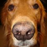 Steven Profile Picture