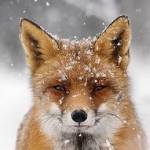 Todd Profile Picture