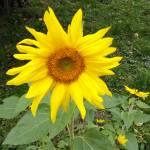 Mama Joy Profile Picture