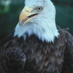 Chester Garfield Profile Picture