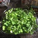 Leigh Hanson Profile Picture