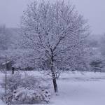 Dianne Fay Profile Picture