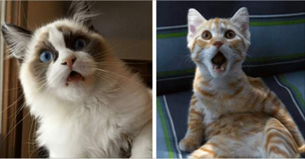 10+ Cats Who Are So Hysterical When They Relized What Happen At The Vet's Office