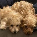 Jon Redifer Profile Picture