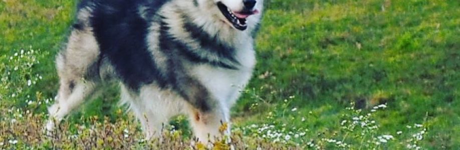 Giant Alaskan Malamute Lovers Cover Image