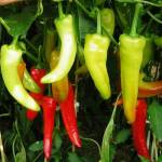 John Adams Profile Picture