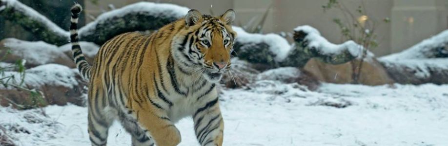 B Brandao Cover Image