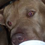 Doru Gadiuta Profile Picture