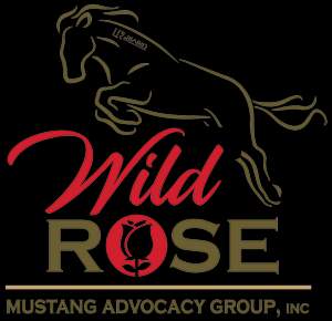 Success Stories — Wild Rose Mustang Advocacy Group