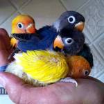 Rebbeca Caroline Profile Picture