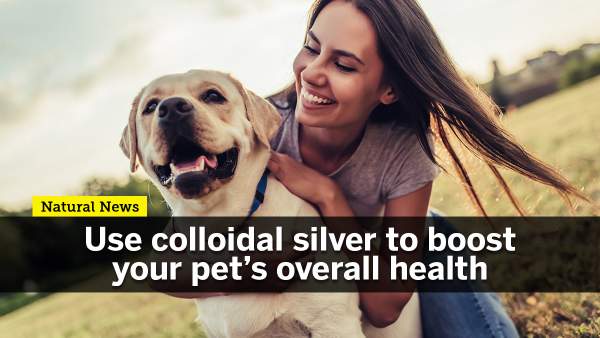 Use colloidal silver to boost your pet’s overall health – NaturalNews.com