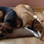 Sharon Lucas Profile Picture