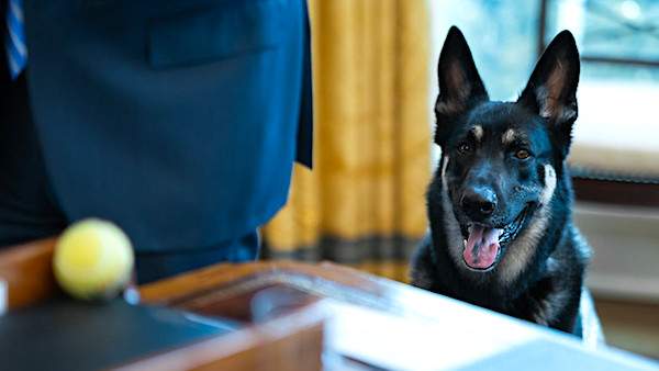 Major chomp! Joe Biden's dog sinks teeth into 2nd victim