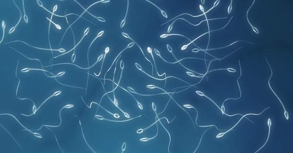 Opinion | What Are Sperm Telling Us? - The New York Times
